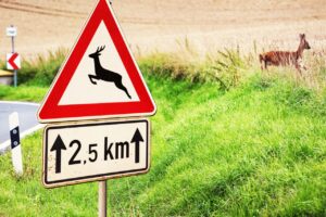 Ein Wildunfall ist eine Kollision mit Haarwild – dazu zählen beispielsweise Rehe, Hirsche, Wildschweine, Damwild, Füchse oder Luchse.